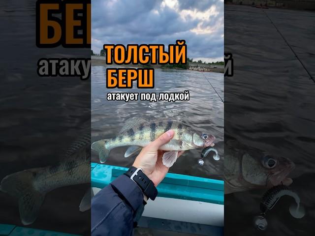 ТАКИХ БЕРШЕЙ ЛОВИТЬ ОДНО УДОВОЛЬСТВИЕ! #поймалотпусти #берш #рыбалка #рыбалканаспининг
