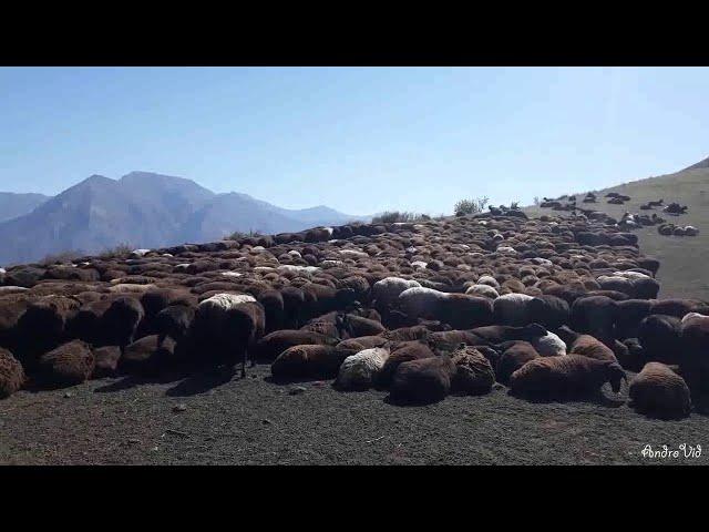 Дараи лугур гусфанди хисори аз заркамар