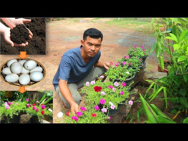 Use Fertilizer Cow Dung and Duck Eggshell Grow Fast for Moss Rose and Portulaca