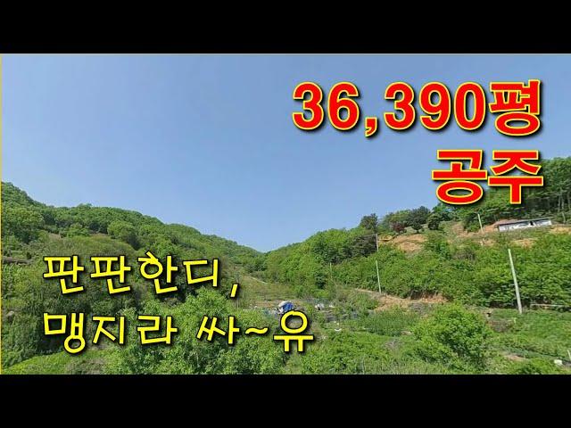 공주임야 36,390평, 계획관리 6130평,  충남 완만하고 잘 관리된 임도, 맹지 싼 땅, 도로 내면 대박나는 임야, 캠핑장, 야영장