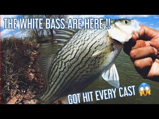 WHITE BASS ARE HITTING !!!!! MCINTOSH LAKE CO