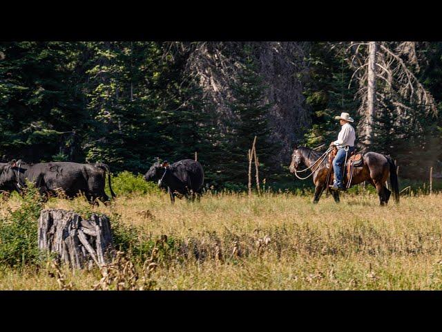 Virtual Fencing in the Teanaway Community Forest | Technology & Tradition