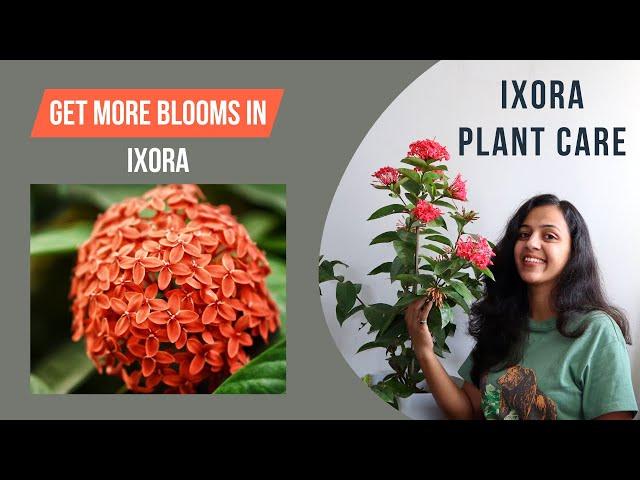 How to Grow and Care for Ixora Plant | Best Flowering Plant