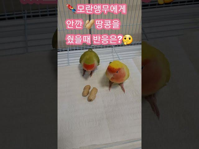 모란앵무에게 안깐 땅콩을 줬을때 반응은? [퐁양월드️‍]