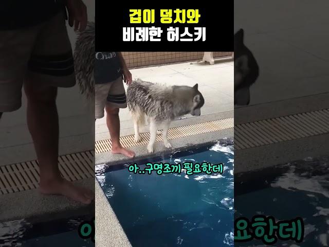 덩치값 못 하는 허스키 ㅋㅋ