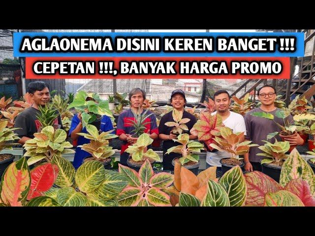 Cepetan !!!, banyak harga promo & aglaonema di sini keren banget