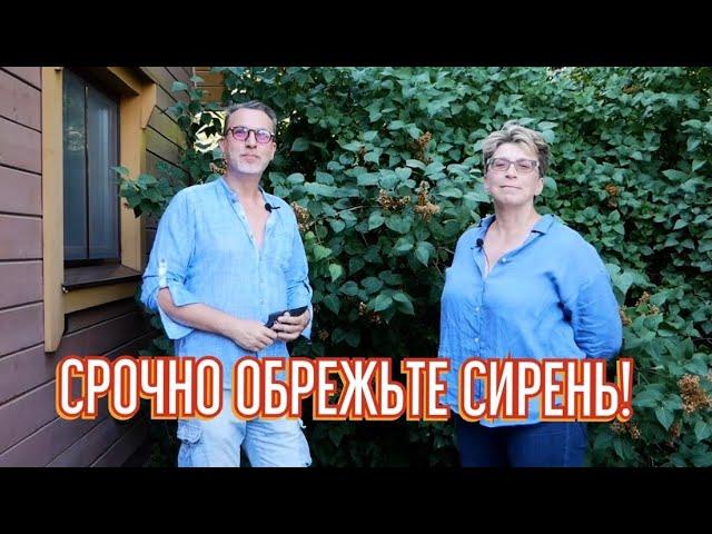 Секреты петербургских садовников. Летняя стрижка сирени, болезни, лечение, профилактика.