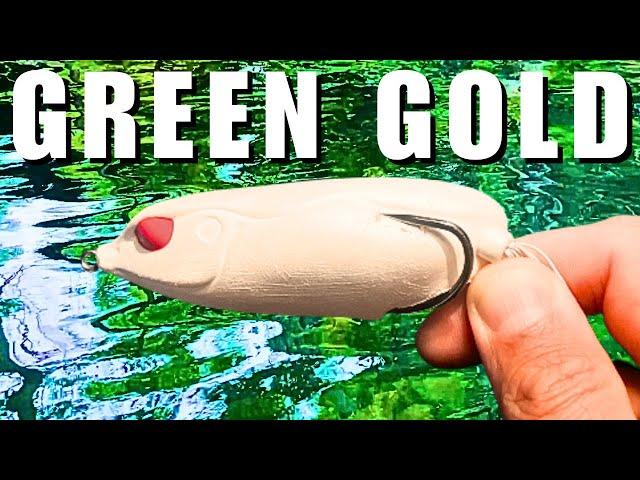 Fishing GREEN GOLD for topwater TANKS