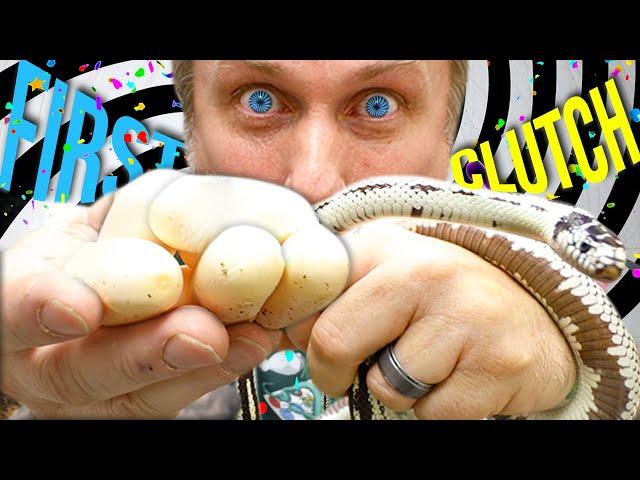 FIRST KINGSNAKE SNAKE EGGS OF THE YEAR!! | BRIAN BARCZYK
