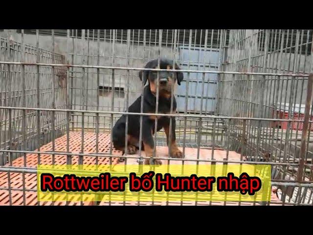Rottweiler Cái làm giống trại chó Phú Quý | Con giống Chất lượng