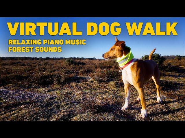 [NO ADS] TV for Dogs  Dog Walking in the Forest with Nature Sounds  Relaxing Music for Dogs