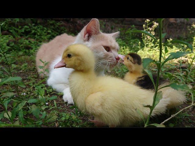 This cat took care of the ducklings, the mother duck was very happy to see this