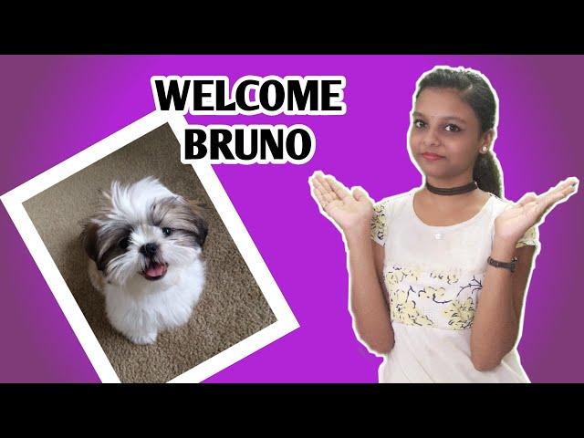 Welcome Bruno || New Puppy || Shih Tzu Puppy || In Bhanu's Talks