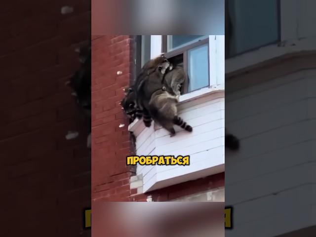 Еноты ограбили квартиру #shorts #животные #жизнь