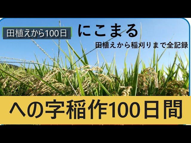 【への字稲作100日間】急激に成長して慣行稲作に追いつきました