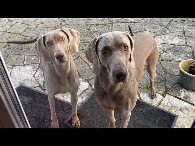 Chaplin und Wilson - Die Weimaraner lernen sich kennen