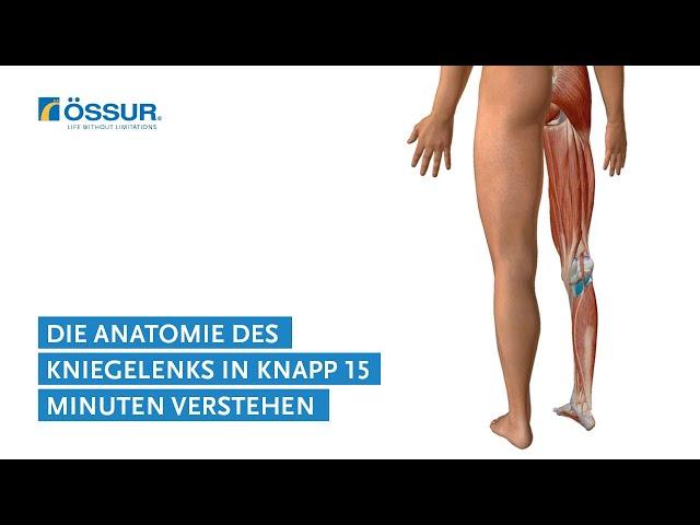 In rund 15 Minuten die Anatomie des Kniegelenks verstehen