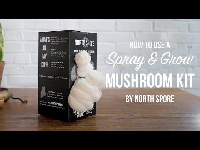 How to Use a Spray & Grow Indoor Mushroom Kit for Beginners