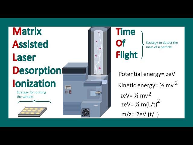 MALDI-TOF MS | What are the applications of MALDI-TOF? | Mass spectrometry.