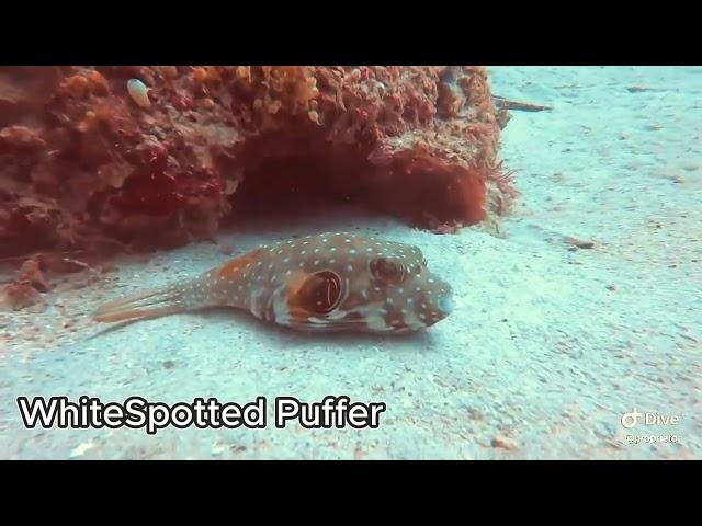 흰점 꺼끌복(WhiteSpotted Puffer)