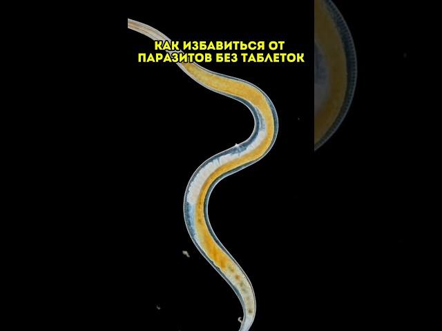Как избавиться от паразитов без таблеток #народнаямедицина #рецепты #травы #здоровье #вред #рецепт