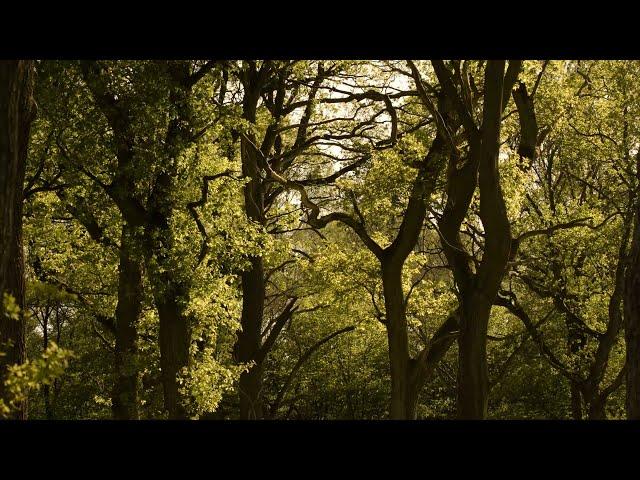 Ville Forests | Oak Forests outside the City of Bonn