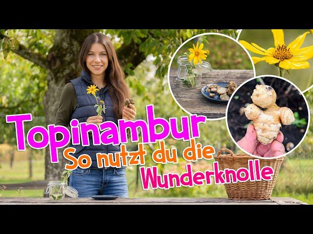 Topinambur ernten leicht gemacht – So nutzt du die Wunderknolle   #Garten #wildkräuter #herbst