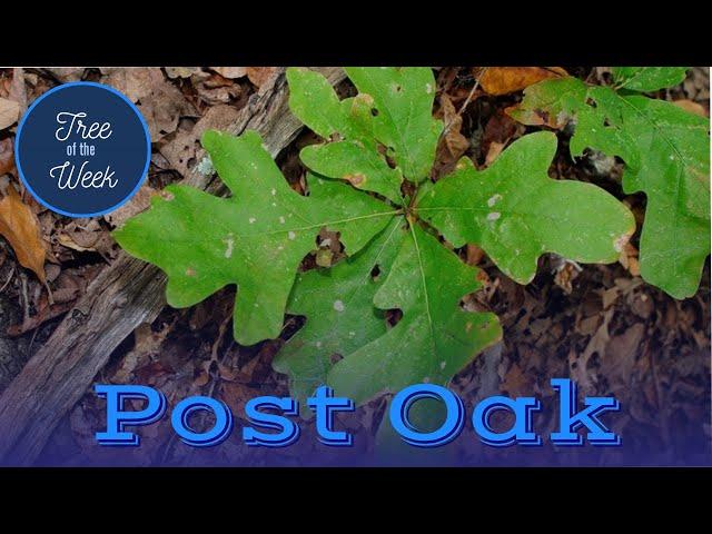 Tree of the Week: Post Oak