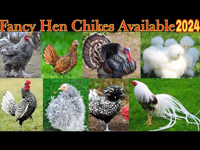 Fancy Hen All Breed Chikes Available  Frezal Bantam Chick Available 