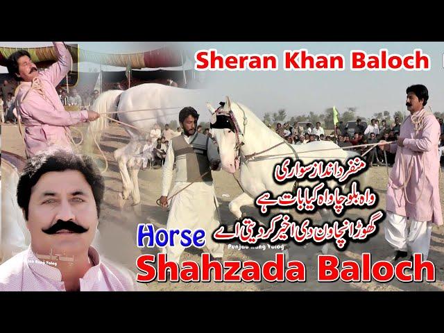 Shahzada Baloch ll Sheran Khan ll Selected ll Horse ll Dance ll Moza Akbar ll Bangla Gogira Okara