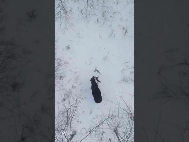 Лось сбрасывает свои Рога