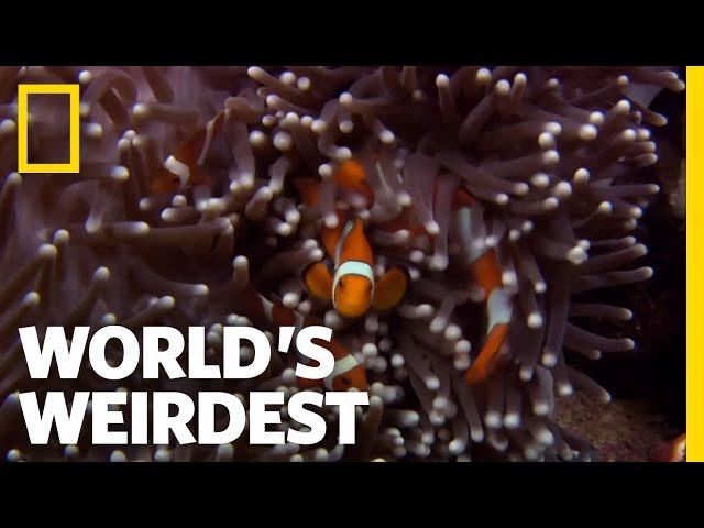 Anemone Killer Fish Traps | World's Weirdest