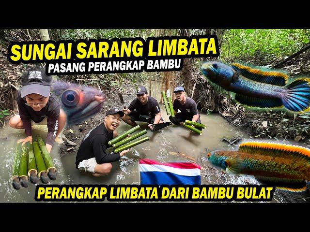 PERANGKAP BAMBU LIMBATA? PASANG DI MARKAS CHANNA LIMBATA DISUNGAI