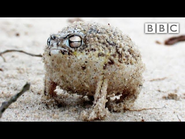 A tiny angry squeaking Frog  | Super Cute Animals - BBC