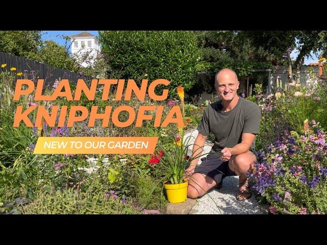 Planting Kniphofia | Perennial Garden