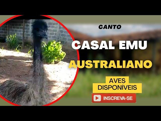 CANTO DO EMU AUSTRALIANO