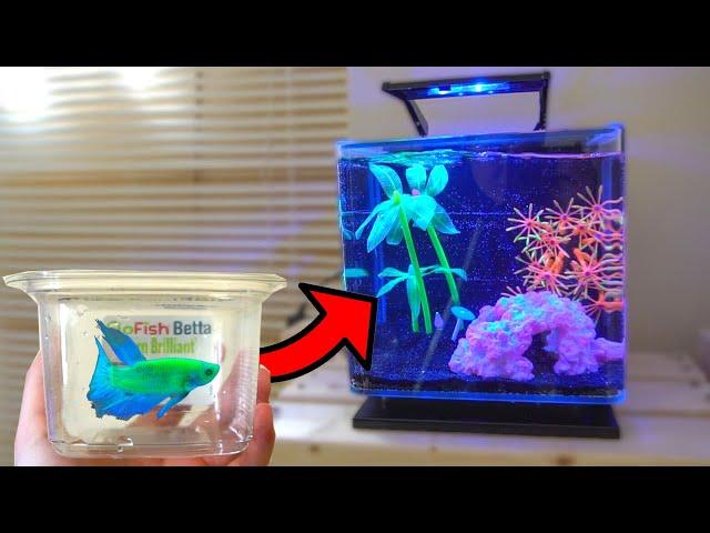 *NEW* GLO BETTA ONLY FISH TANK AQUARIUM SETUP!!