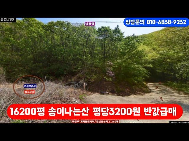 경매직전 16200평 송이나는산 평당3200원 급매매 가격절충