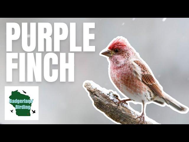 Finding Beautiful Purple Finches in the Snow