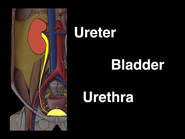 Ureter, Bladder and Urethra