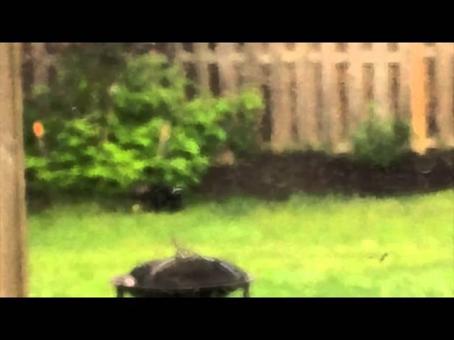 Sasquatch? Chupacabra? Garden Eating Intruder Caught On Camera!