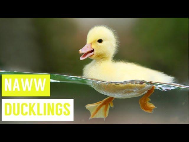 Super Cute DUCKLINGS Swimming and Eating Compilation