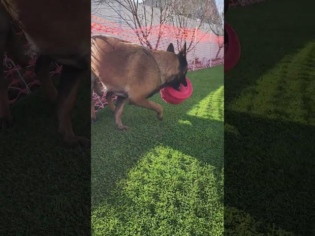 Belgian Malinois Being A Toy Hog with an Attitude!