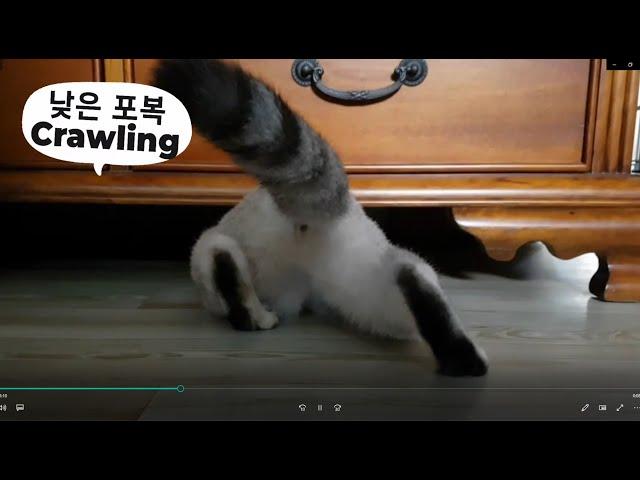 Little Kant Kobong's Daily Life - Clever & Punctual Gray Cat