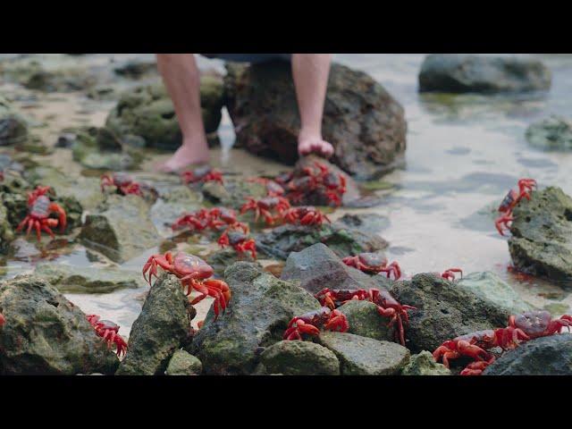 Destination Australia - Curious Crustaceans of Christmas Island