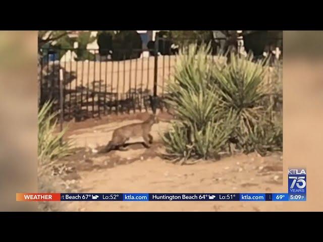 Warning issued after mountain lion captured on video in Hesperia