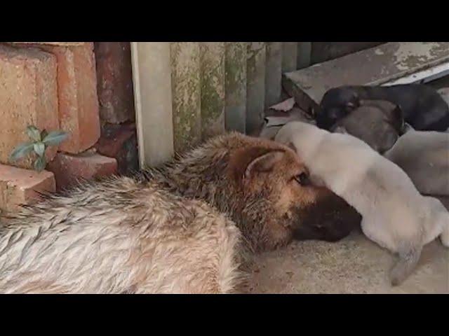 In the abandoned house, she spread her arms to protect her five children until her last breath