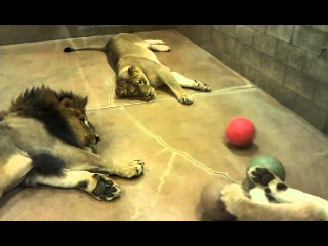 Lazy lion pride plays ball together