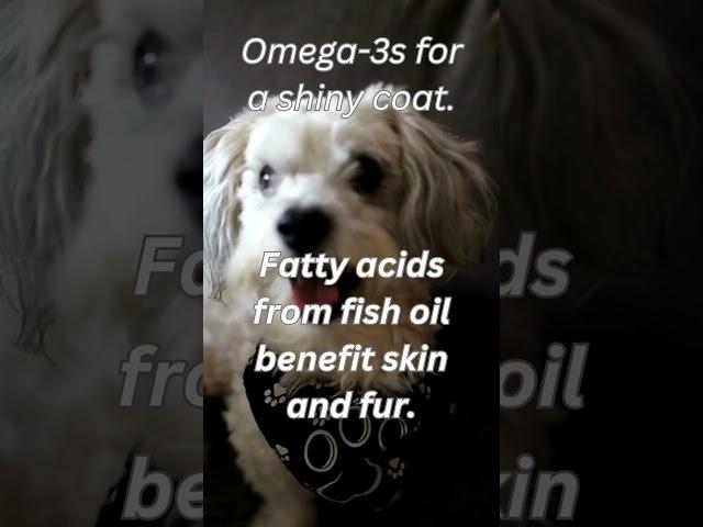 Shiny Coats & Fishy Treats: Omega-3 Wonders. #dognutritiontips #nutritionfordogs #healthypup