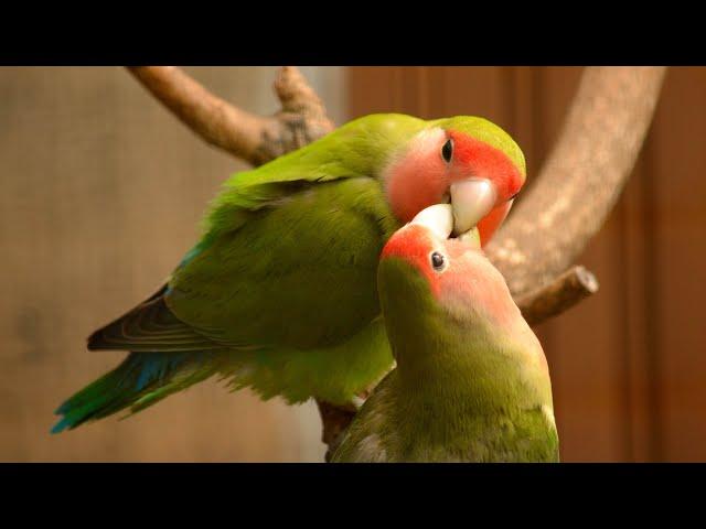 Birds who need more attention pets and birds and animals#youtube #youtubeshorts  #livingvisions